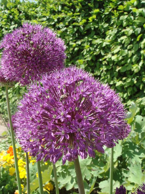 Allium aflatunense